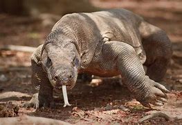 Image result for What Is the Biggest Lizard in the World