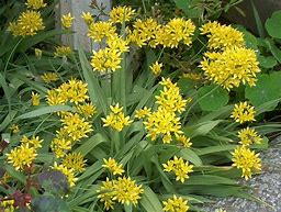Image result for Allium moly