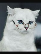 Image result for Cool Cat with Round Glasses