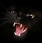 Image result for Crazy Scary Cat
