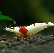 Image result for Freshwater Shrimp Species