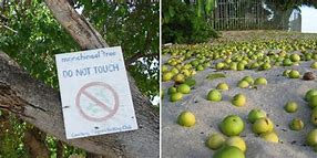 Image result for Manchineel Tree Injury