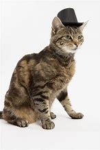 Image result for Cat Wearing Top Hat