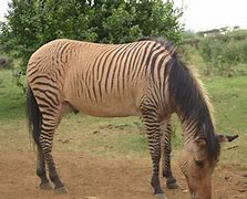 Image result for co_to_znaczy_zebroid