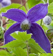 Image result for clematis_alpina