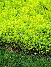 Image result for Lime Green Ground Cover