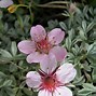 Image result for Potentilla nitida Rubra