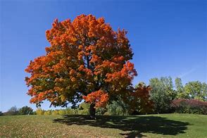 Image result for Sugar Maple Forest