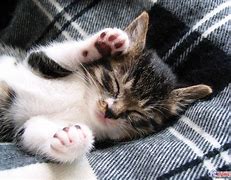 Image result for cute