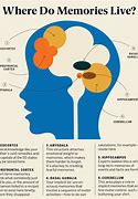 Image result for Anatomy of Memory