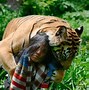 Image result for Family Dog Gets Mauled by Tiger