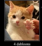 Image result for Doubloons Cat Meme