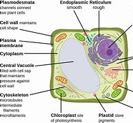 Image result for Inside Plant Cell