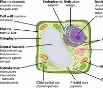 Image result for Single Cell Transparent