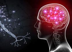 Image result for Da Neurons in Brain
