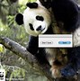 Image result for WWF Panda Chair