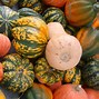 Image result for All Types of Winter Squash