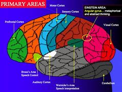 Image result for Brain Anatomy Cerebral Cortex
