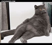 Image result for Fat Gray Cat Meme