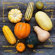 Image result for Different Types of Squash