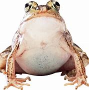 Image result for meme frog memes