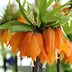 Fritillaria Helena に対する画像結果