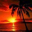 Image result for Aesthetic Palm Tree Sunset