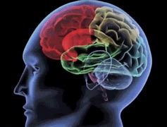 Image result for Human Brain Animation GIF