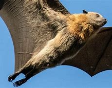 Image result for Wolf Bat Dog