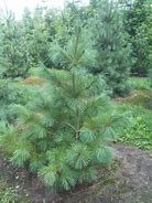 Image result for Pinus strobus Steven Ino