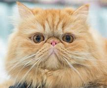 Image result for Smush Face Cat