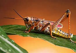 Image result for Brown Cricket Insect Wallpaper