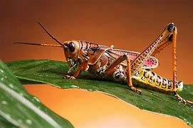 Image result for Brown Cricket Insect BC Canada