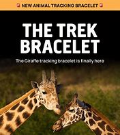 Image result for Fahlo Giraffe Tracking Bracelet