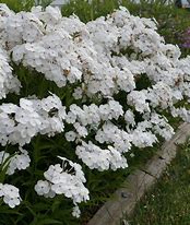 Image result for Phlox Minnie Pearl