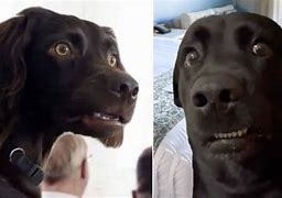 Image result for Rurprised Dog Looking at Phone Meme