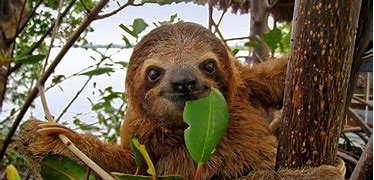Image result for 4 Toed Sloth