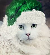 Image result for Goofy Christmas Cat