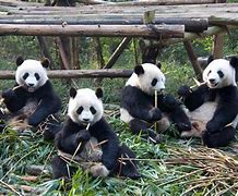 Image result for Panda Zoo China