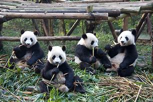 Image result for Chengdu China Panda