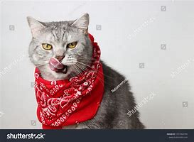 Image result for Bandana Cat Meme