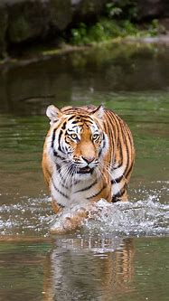 Image result for Tiger Using a Phone