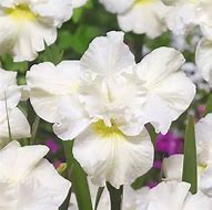 Image result for Iris sibirica Swans In Flight