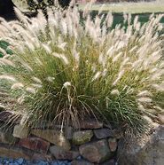 Image result for Pennisetum alopecuroides Cassian
