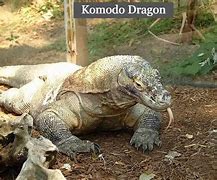 Image result for Biggest Komodo Dragon Ever Recorded