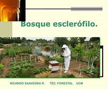 Image result for escler�tico