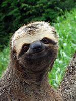 Image result for Sid the Sloth Scary