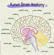 Image result for Inside Human Brain Anime