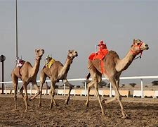 Image result for Camel Racing in UAE Photos