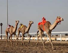 Image result for Robot Camel Racing